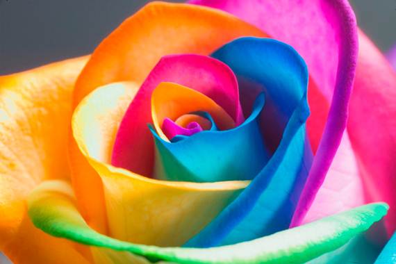 Rainbow Roses (2)