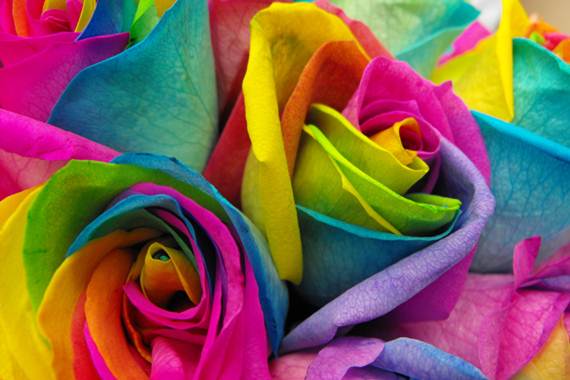 Rainbow Roses (3) Rainbow Roses (3)